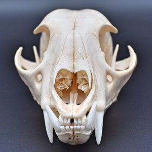 Meet your Posher, Brock